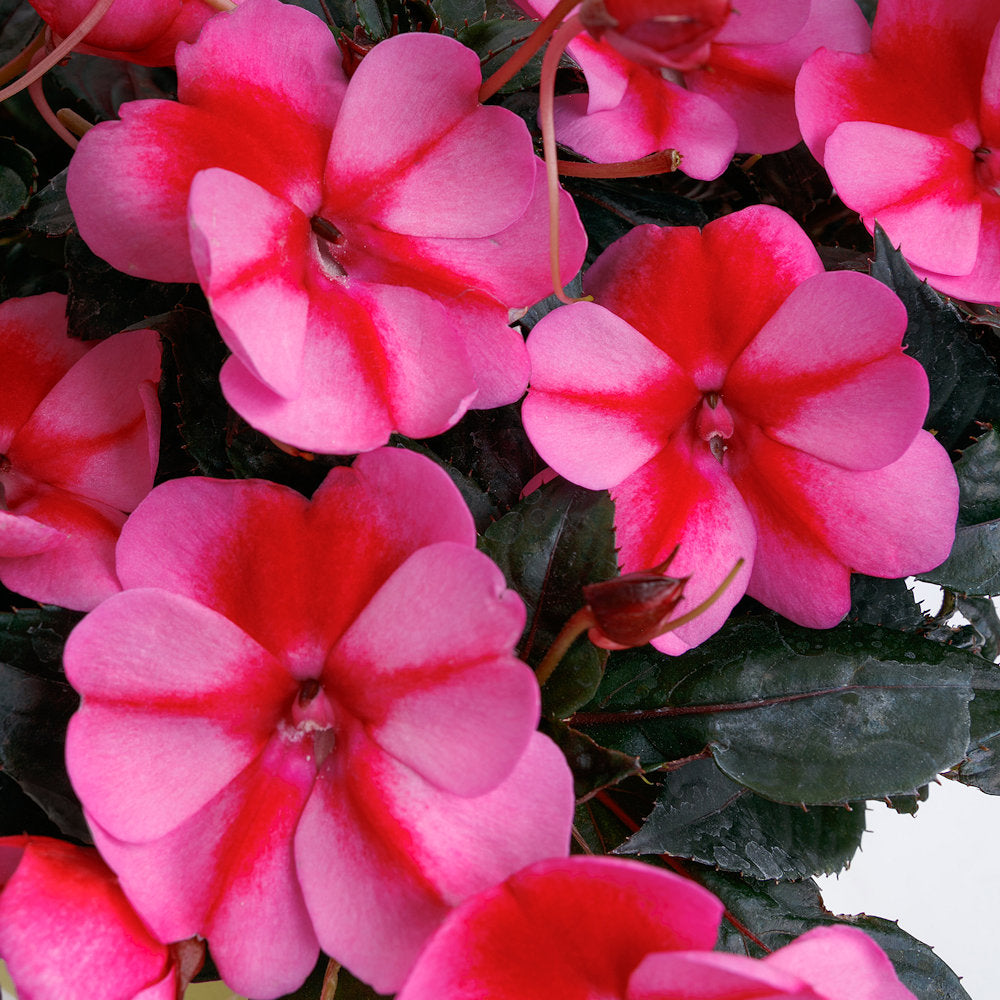 Collections Cottage Farms Direct